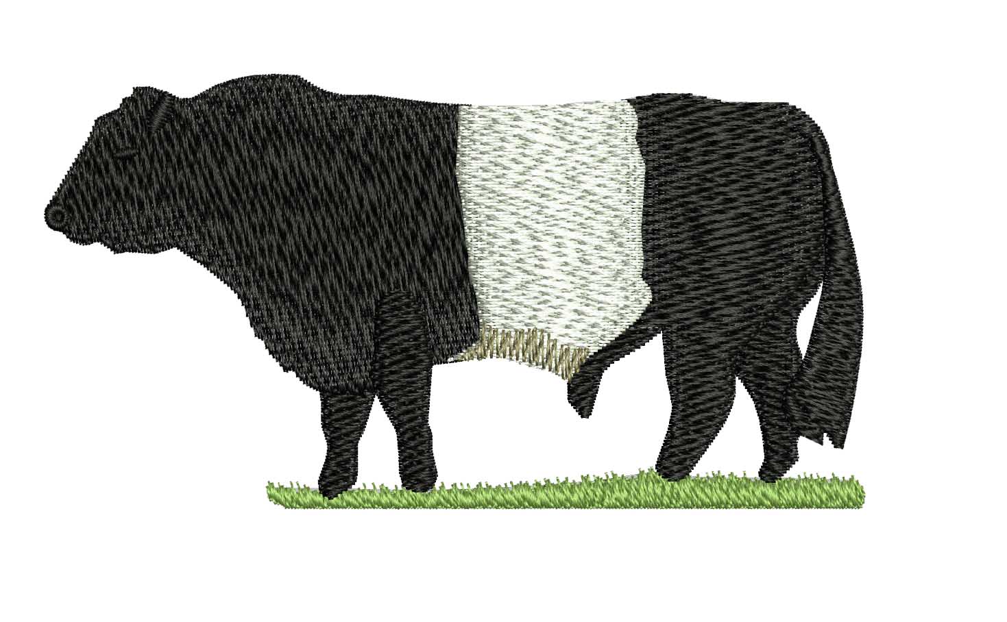 Belted Galloway Bull